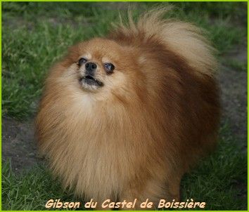 Gibson du Castel de Boissière