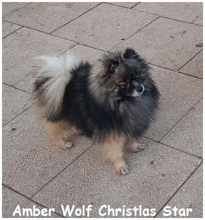 amber wolf Christmas star