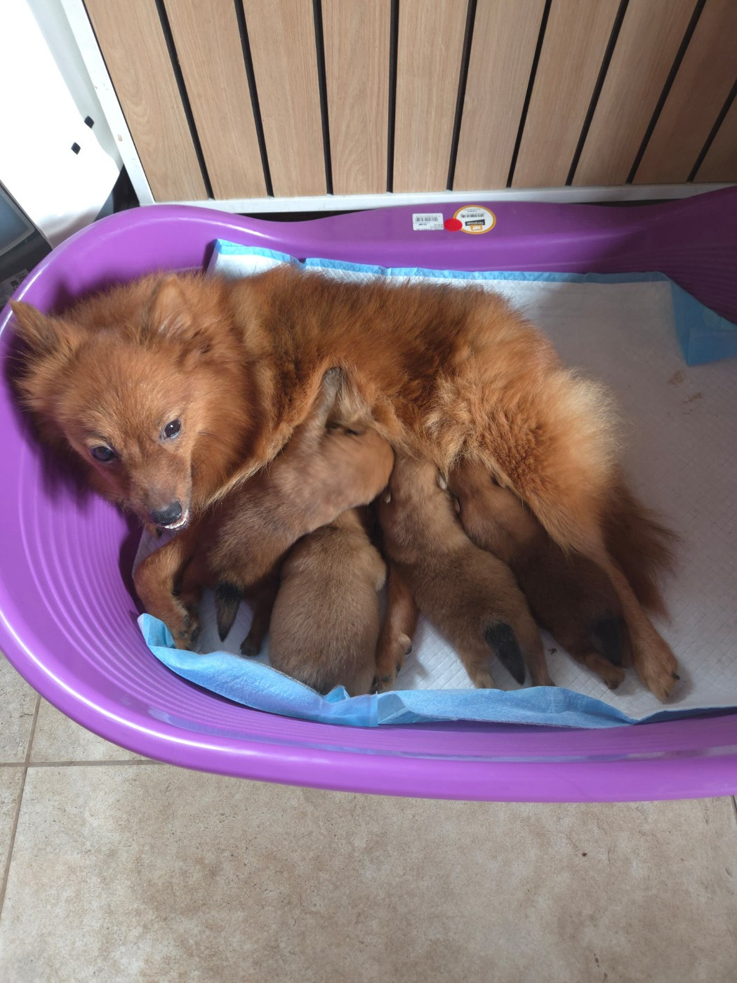 Naissance Chiots