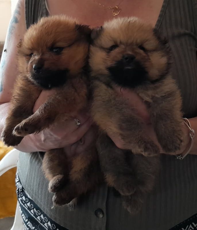 Bb Eika x Ramses