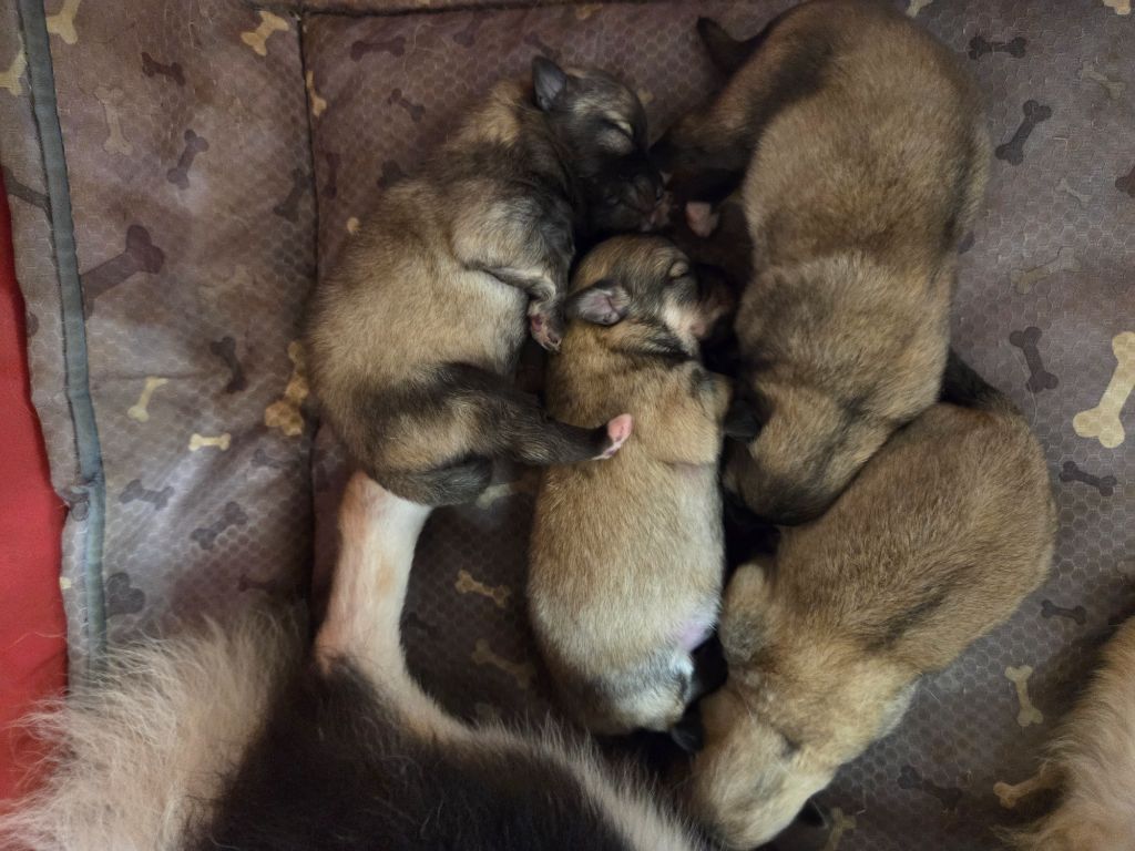 Naissance de chiots