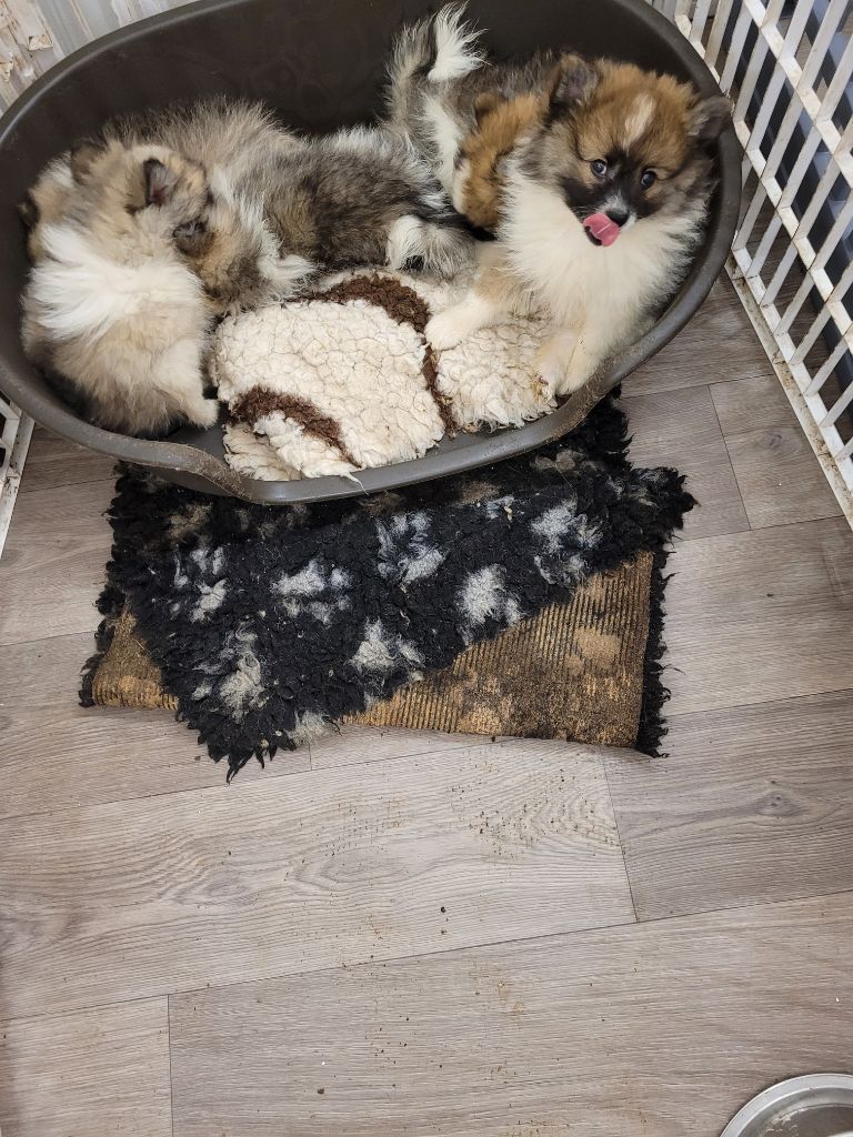 Chiot Spitz allemand du Castel de Boissière