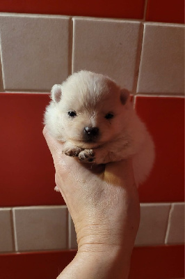 CHIOT 1