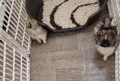 CHIOT 4